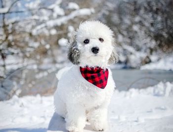 Portrait of dog on snow field