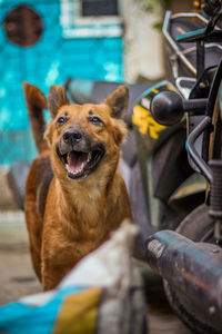 Portrait of dog sticking out tongue