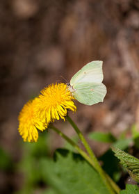 Close-up of insect on yellow flower