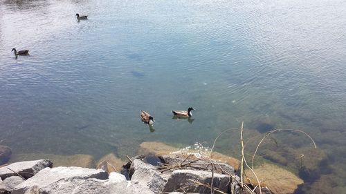 High angle view of birds in lake