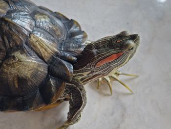 Close-up of turtle