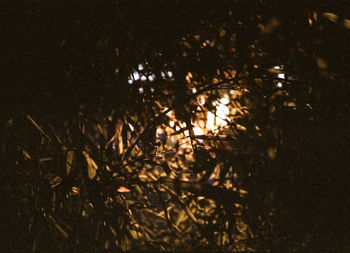 Close-up of illuminated tree at night