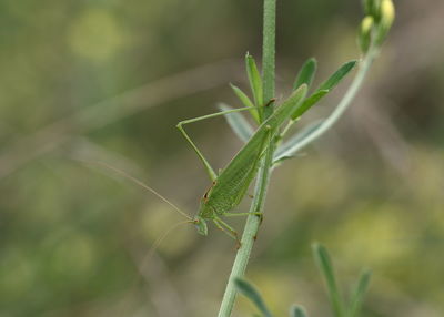 Close-up of insect on plant