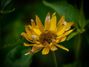 Close-up of yellow flower