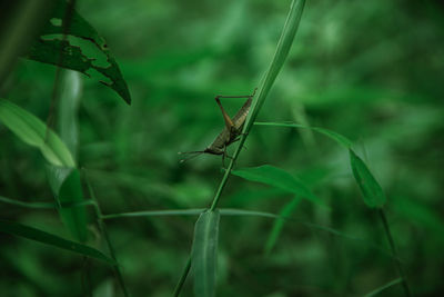 Close-up of insect on plant