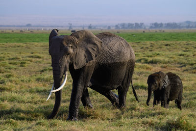 Elephants on field