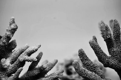 Close-up coral 