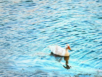 High angle view of duck swimming in lake