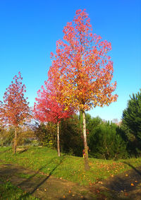 Low angle view of flowering trees on field against clear blue sky