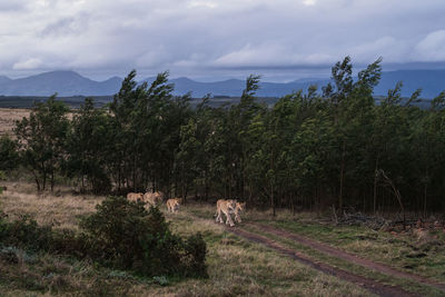 View of a horse on field against sky