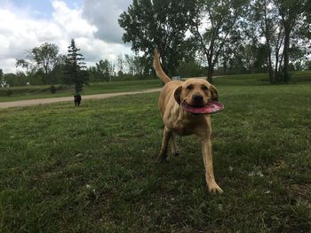 Dog on field