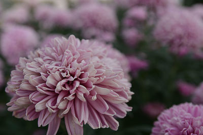 Close-up of pink dahlia