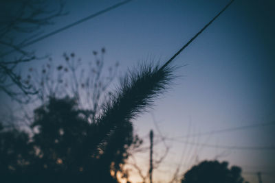 Low angle view of silhouette plants against sky at sunset