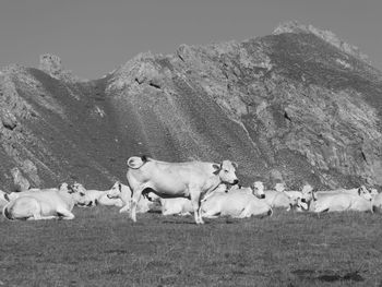 Black and white photo of cow herd near colle del preit with mountain in the background