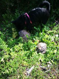 High angle view of dog on grass