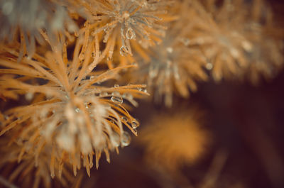 Close-up of frozen flower during winter