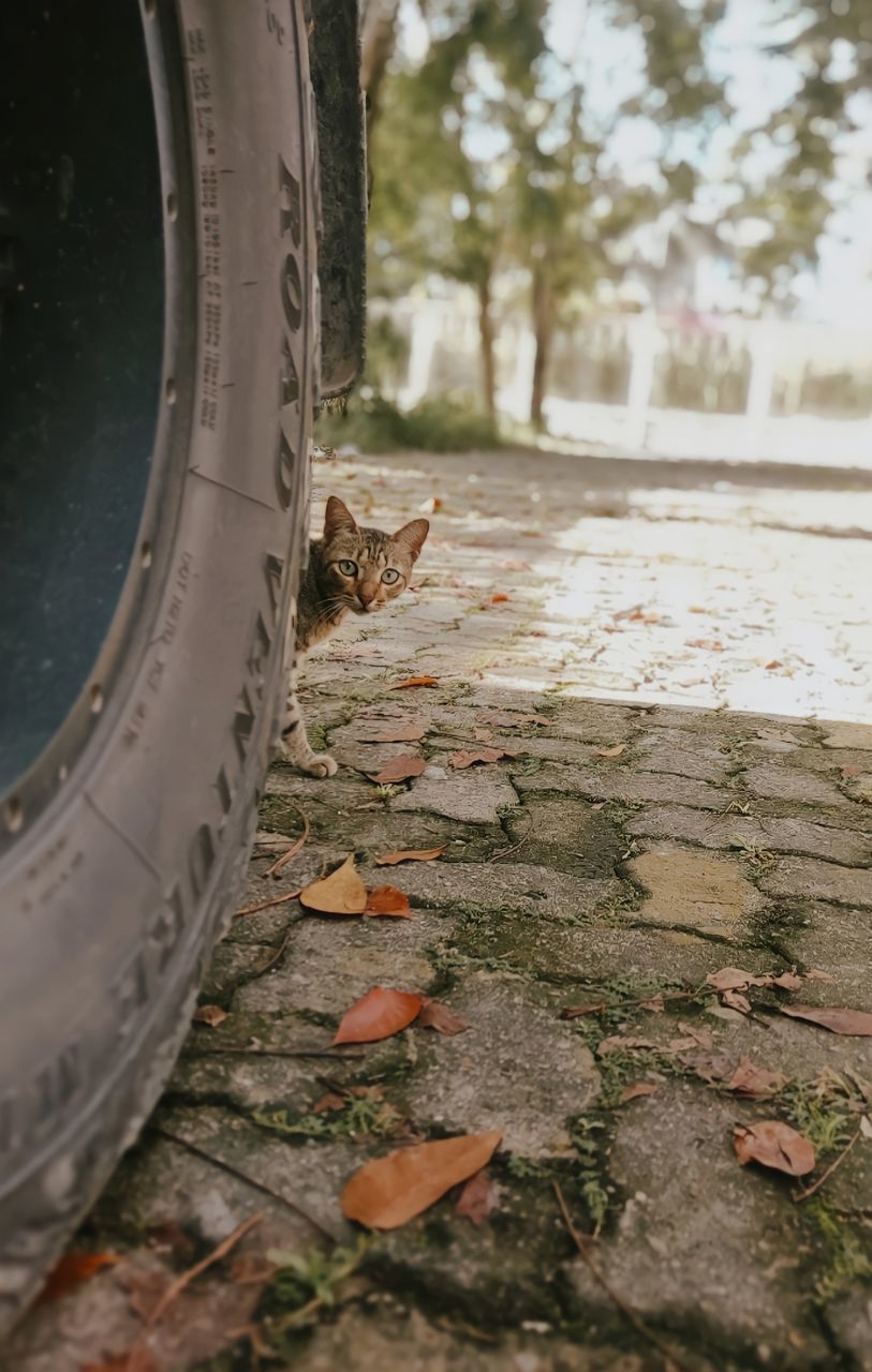 tire, leaf, nature, no people, tree, day, plant part, plant, transportation, autumn, wheel, automotive tire, one animal, mode of transportation, outdoors, animal, animal themes, wood, street, soil, cat