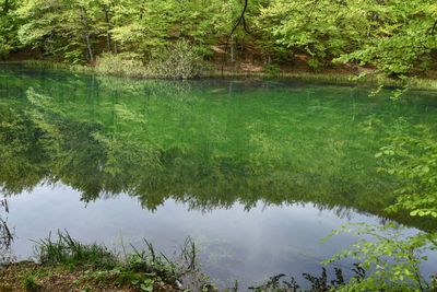 Scenic view of lake amidst trees in forest