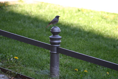 Bird perching on a field