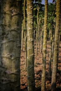 Close-up of bamboo trees in forest