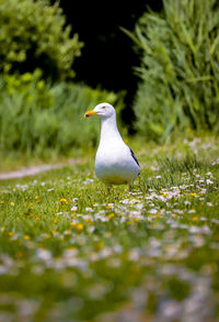 Bird perching on a field