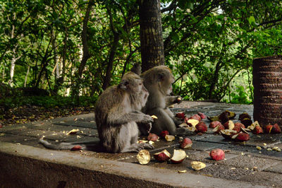 Monkey sitting on tree in forest