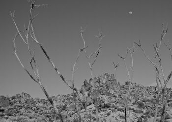 Low angle view of plants against clear sky