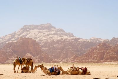 Camels on field against rocky mountains during sunny day