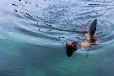 High angle view of man swimming in sea