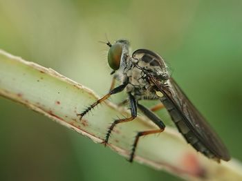 Close-up of insect on leaf