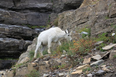 White horse standing on rock