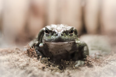 Close-up portrait of a turtle