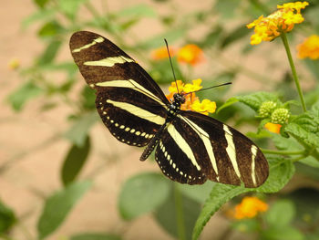 Close-up of butterfly pollinating on flower