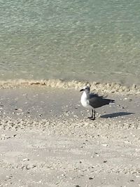 Seagull perching on a beach