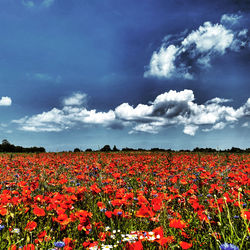 Scenic view of red flowers on field against cloudy sky