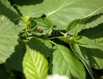 Close-up of ladybug on leaf