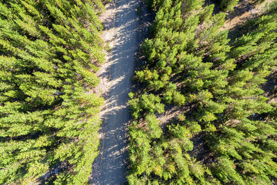 Road amidst trees in forest