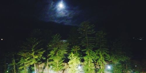 Low angle view of illuminated trees against sky at night