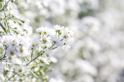 Close-up of white flowering plant