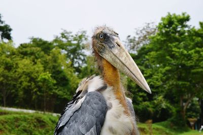 Close-up of a bird on rock