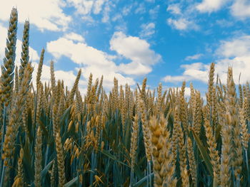 Close-up of wheat field against sky