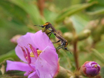 Close-up of bee on flower