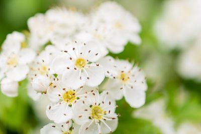 Close-up of apple blossoms in spring