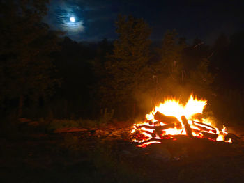 Fire in forest at night