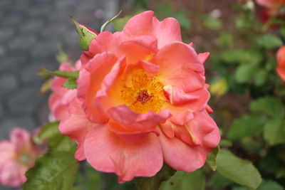 Close-up of pink flowers