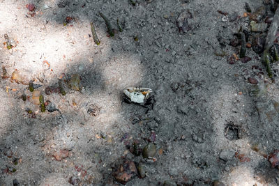 High angle view of lizard
