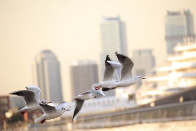 Seagulls flying against city during sunset