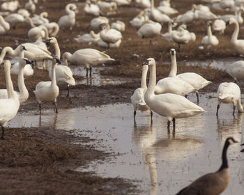 Flock of tundra swans in lake