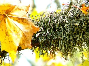 Close-up of leaves on twig