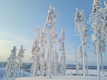 Snow covered plants against sky